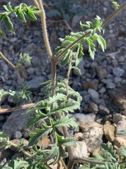 Phacelia vallis-mortae