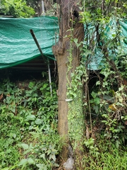 Lemmaphyllum microphyllum