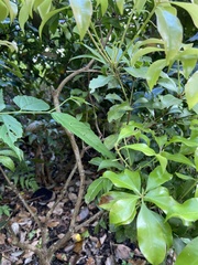 Pieris japonica japonica