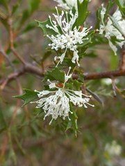 Hakea tuberculata