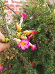 Cantua buxifolia