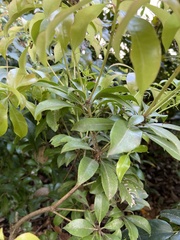 Pieris japonica japonica