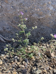 Phacelia vallis-mortae