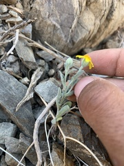 Eriophyllum ambiguum