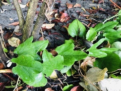 Aristolochia shimadae
