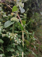 Minthostachys mollis