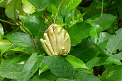 Magnoliopsida