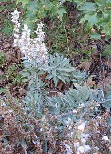 iNaturalist observation photo of white sage