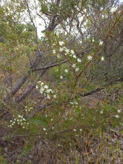 Hakea tuberculata