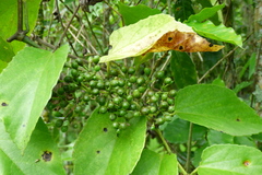 Magnoliopsida
