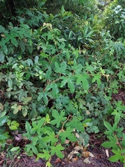 Selaginella uncinata