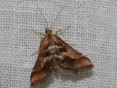 Diasemia accalis