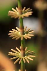 Equisetum pratense image