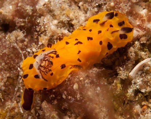 Halgerda dalanghita
