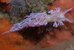 Phyllodesmium horridum