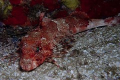 Chelidonichthys capensis