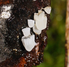 Physalacria australiensis