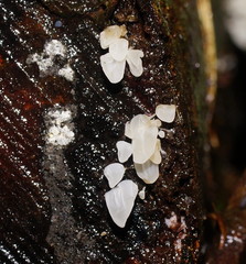 Physalacria australiensis