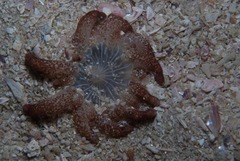Haloclava capensis