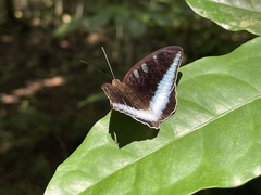 Tanaecia iapis