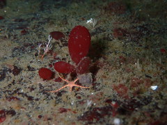 Botryocladia pseudodichotoma