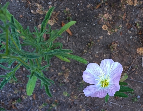 iNaturalist observation photo of Pinkladies