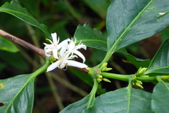 Magnoliopsida