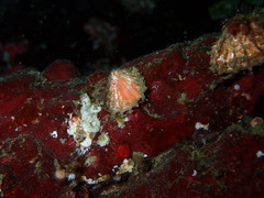 Puncturella cucullata