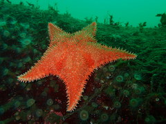 Hippasteria phrygiana