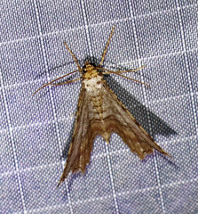 Macaria multilineata