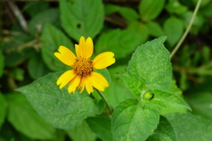 Asteraceae