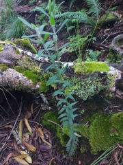 Genista germanica