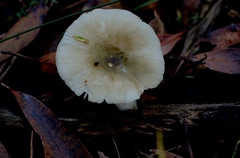 Russula viridis