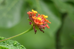 Lantana