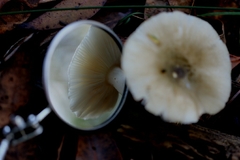 Russula viridis