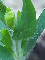 Genista germanica