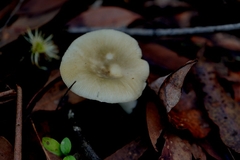 Russula viridis