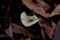 Russula viridis
