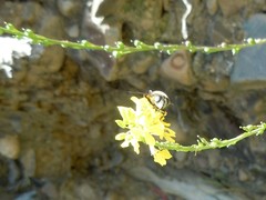 Pterygota