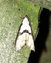Nigetia formosalis