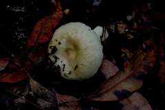 Russula viridis