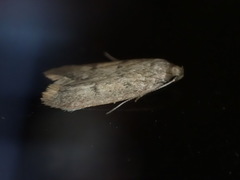 Tachystola acroxantha