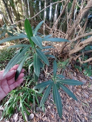 Pseudopanax crassifolius