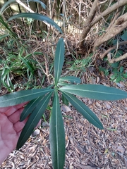 Pseudopanax crassifolius
