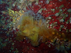 Phacellophora camtschatica