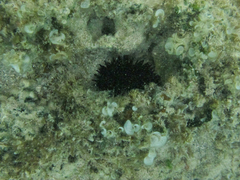 Echinometra oblonga