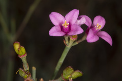 Boronia spathulata
