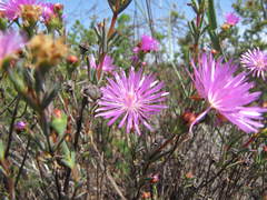 Lampranthus immelmaniae