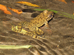 Glandirana rugosa