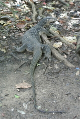 Varanus palawanensis